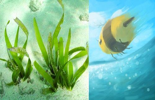 Phát hiện loài cỏ biển và các loài thụ phấn của hệ sinh thái biển
