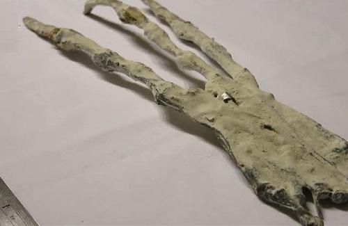 Phát hiện xương bàn tay khổng lồ 3 ngón được cho là của người ngoài hành tinh
