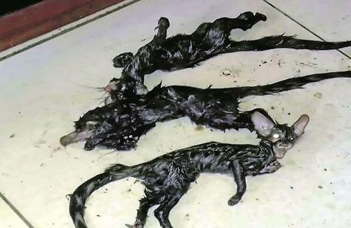 Sinh vật đầu mèo mình chuột trốn trong bếp nhà dân ở Nam Phi