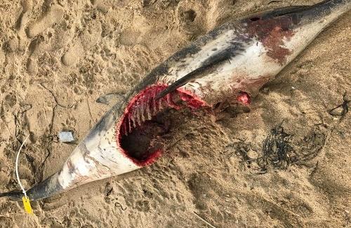 Cá heo dạt vào bờ biển nước Anh với vết thương dài hơn 1m nghi bị cá mập cắn