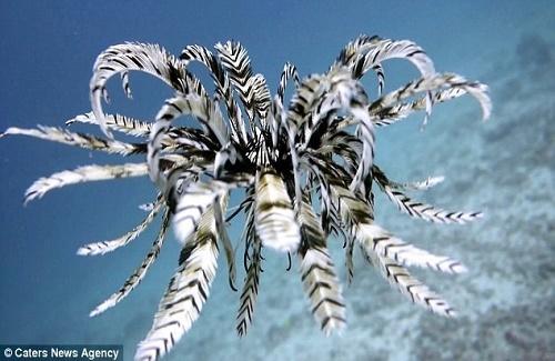 Huệ biển - Sinh vật biển kỳ lạ bậc nhất đại dương