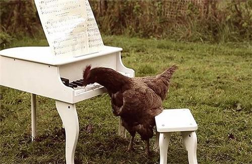 Khả năng thưởng thức âm nhạc của loài gà cũng không kém gì loài người