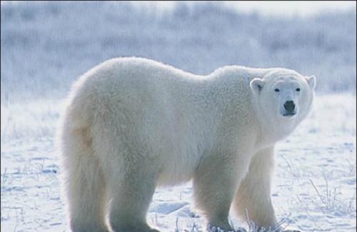 Tìm hiểu năm đặc điểm thú vị của gấu trắng Bắc Cực