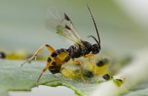 Loài ong ký sinh mới kiểm soát và gặm nhấm cơ thể vật chủ