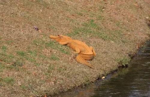 Cá sấu màu cam gây sốt khi giống Tổng thống Donald Trump