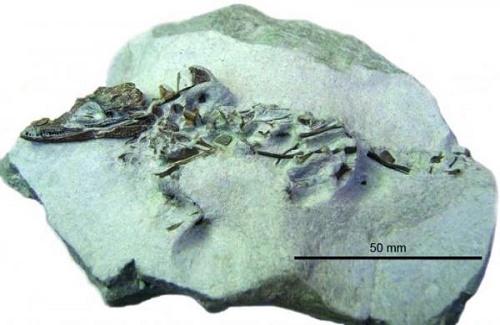 Phát hiện hóa thạch cá sấu đầu nhỏ có từ thời khủng long
