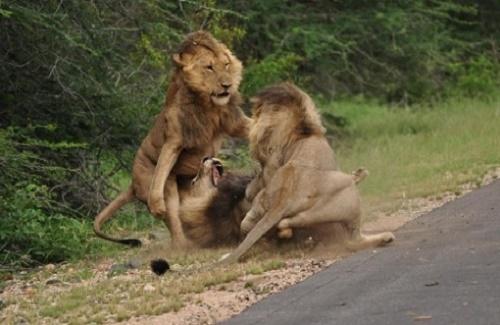 Cận cảnh ba sư tử đực hỗn chiến ven đường để tranh giành lãnh thổ