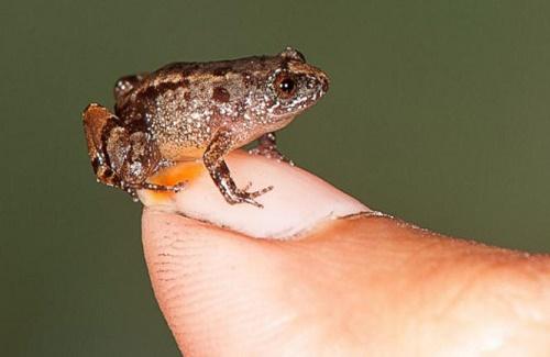 Bảy loài ếch mới được phát hiện ở Ấn Độ có kích thước rất "mi nhon"