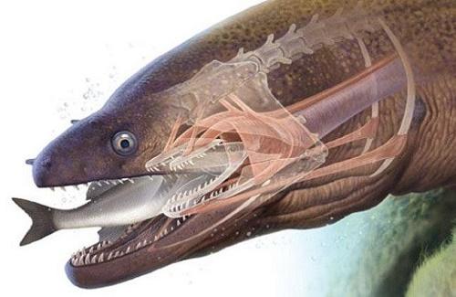 Lươn biển -  "quái vật biển" săn mồi như động vật ngoài hành tinh
