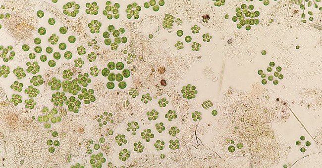 Phát hiện một loài tảo sống được tới 2 năm ngoài không gian