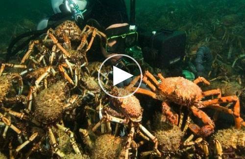 Cả đàn cua nhện khổng lồ xé xác bạch tuộc dưới đáy biển