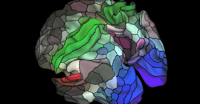 Khám phá ra 97 vùng trong não bộ chưa từng được biết đến trước đây