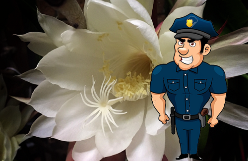 Chỉ cần 1 bông hoa mà người cảnh sát có thể phá được vụ án cướp ngân hàng