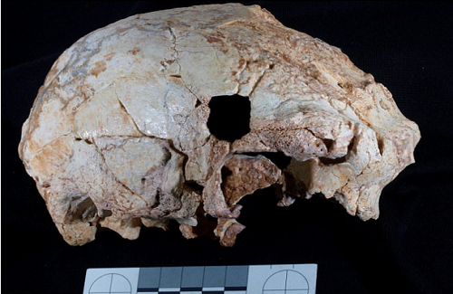 Hé lộ bí mật tổ tiên loài người qua hóa thạch hộp sọ 400.000 năm tuổi