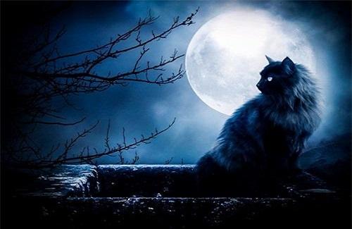Vì sao mèo có thể nhìn vào ban đêm và mắt mèo có màu xanh trong bóng tối?