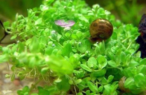 Thực vật thủy sinh là gì? Đặc điểm của thực vật thủy sinh