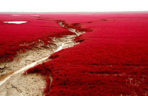 Biển đỏ là gì? Nguồn gốc tên gọi và bão cát trên biển đỏ