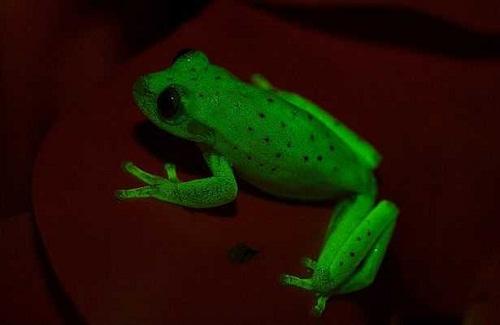 Phát hiện ra loài ếch huỳnh quang đầu tiên trên thế giới