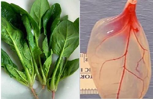 Nghiên cứu có thể biến lá rau chân vịt thành mô tim người