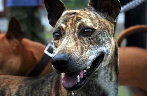 Chó Phú Quốc Việt Nam - Loài chó hiếm và đắt nhất trên thế giới