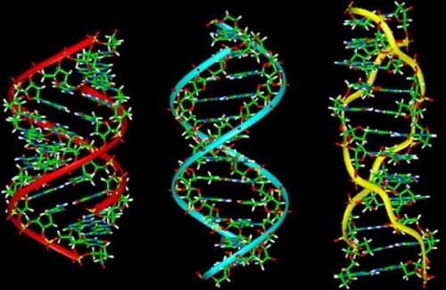 DNA là gì? Chức năng của DNA đối với quá trình phát triển của con người