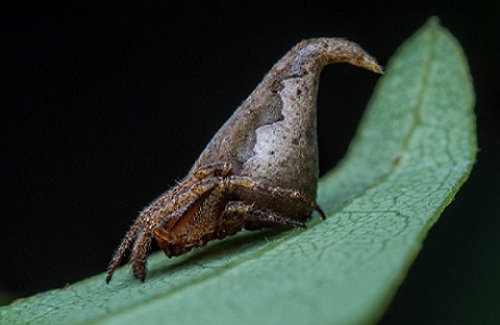 Loài nhện mới trông giống hệt Chiếc mũ Phân loại trong truyện Harry Potter