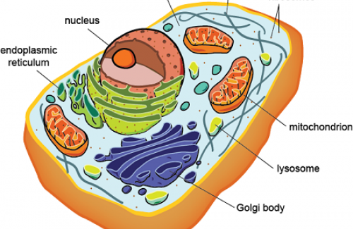 Thế nào là sinh vật nhân chuẩn? Đặc điểm tế bào sinh vật nhân chuẩn