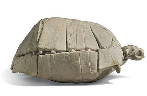 Hóa thạch rùa có niên đại 33 triệu năm tuổi quý hiếm trị giá hơn 4.000 USD