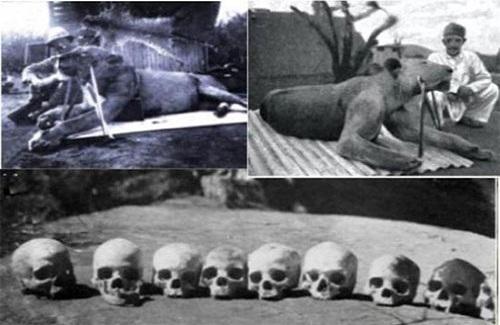 Giải mã được bí ẩn cuồng sát của cặp "quái thú ăn thịt người" Tsavo năm 1898