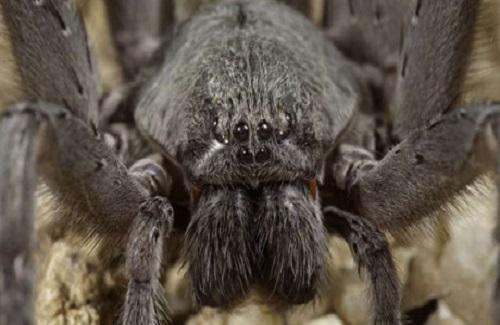 Phát hiện loài nhện độc khổng lồ 8 mắt cực hiếm ở Mexico