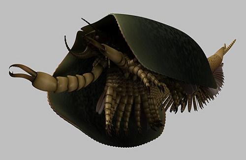 Tìm thấy hóa thạch loài tôm kỳ lạ có mai và 50 cái chân