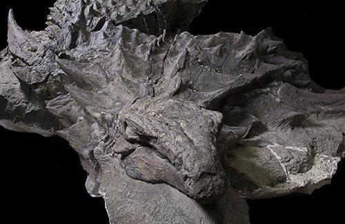 Hóa thạch khủng long bọc thép được bảo quản vô cùng hoàn hảo