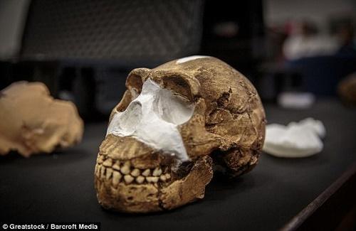 Hóa thạch người Homo naledi 335.000 tuổi đảo lộn lý thuyết tiến hóa con người