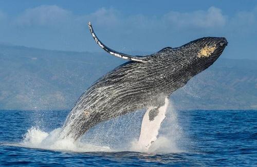 Đây là nguyên nhân biến cá voi xanh trở thành động vật lớn nhất trên Trái Đất