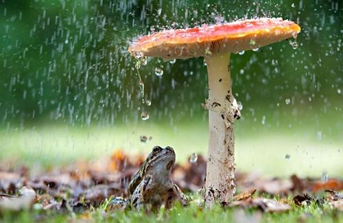 Đã tìm ra loại nấm kỳ lạ có khả năng tạo mưa thần kỳ