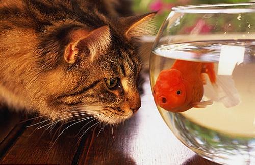 Tại sao loài mèo sợ nước nhưng lại thích ăn cá đến vậy?