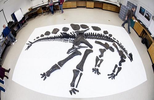 Hóa thạch xương khủng long hoàn thiện lớn nhất được phát hiện ở Nhật Bản