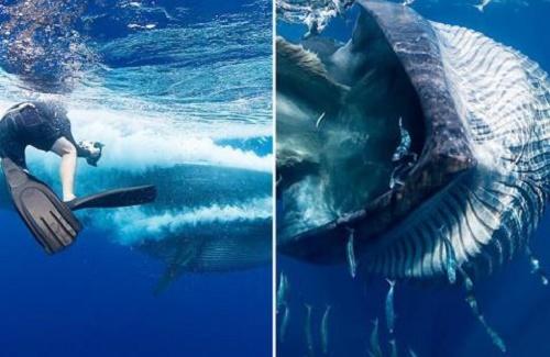 Chuyện gì xảy ra nếu như bạn bị cá voi nuốt chửng?