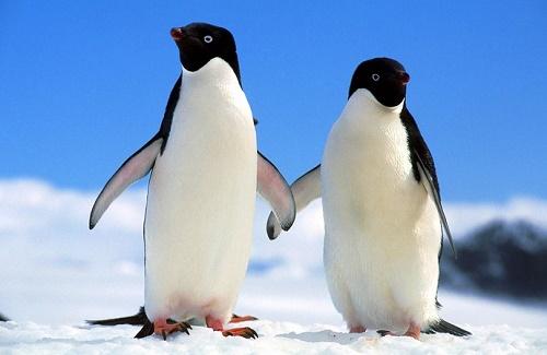Chim cánh cụt và góc khuất đen tối đã bị che giấu suốt trăm năm