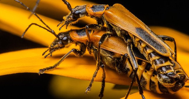 Kỳ lạ loài bọ Zombie có hành vi "đồi bại" trong tự nhiên