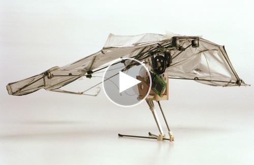 Mỹ chế tạo robot bay UAV có khả năng vỗ cánh bay như dơi