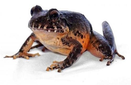 Costa Rica phát hiện loài ếch được cho là đã tuyệt chủng