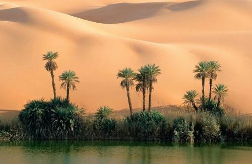 Bất ngờ với ốc đảo tràn ngập cây xanh và bóng mát giữa sa mạc Sahara