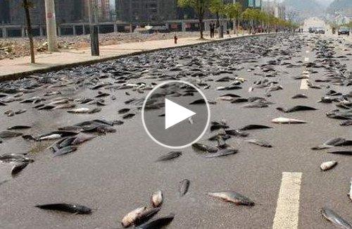 Hàng trăm cá mè tự sát tập thể vì một cuộc thi hát