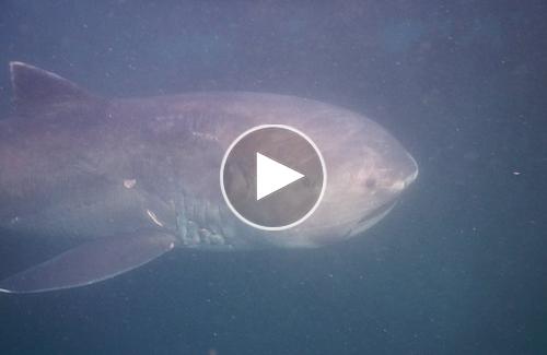 Cá mập miệng rộng siêu hiếm mắc lưới tàu cá Nhật Bản