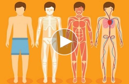 Những con số ấn tượng về cơ thể người mà bạn có thể chưa biết