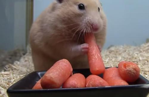 1 Loại thực phẩm cực kỳ phổ biến nhưng lại thay đổi hành vi của chuột Hamster