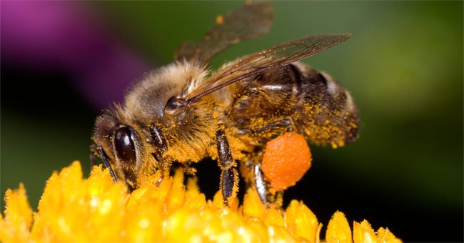 Những ngày đầu đời của loài ong qua chùm ảnh chân thật và tự nhiên