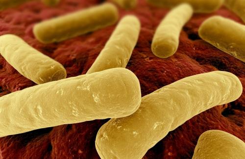 Sự nguy hiểm của vi khuẩn Clostridium botulinum