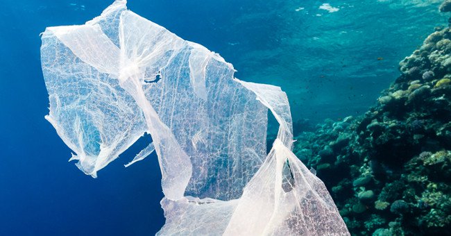 Vi khuẩn tiến hóa có thể “ăn” nhựa làm ô nhiễm đại dương